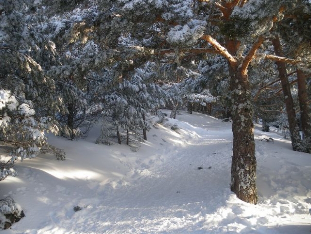 arboles llenos de nieve al igual que el suelo